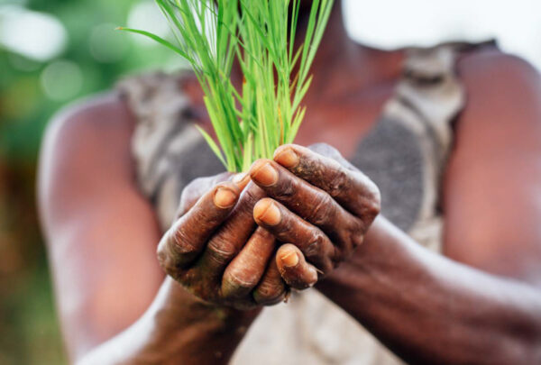 Plant sprout cupped in a woman's outstretched hands