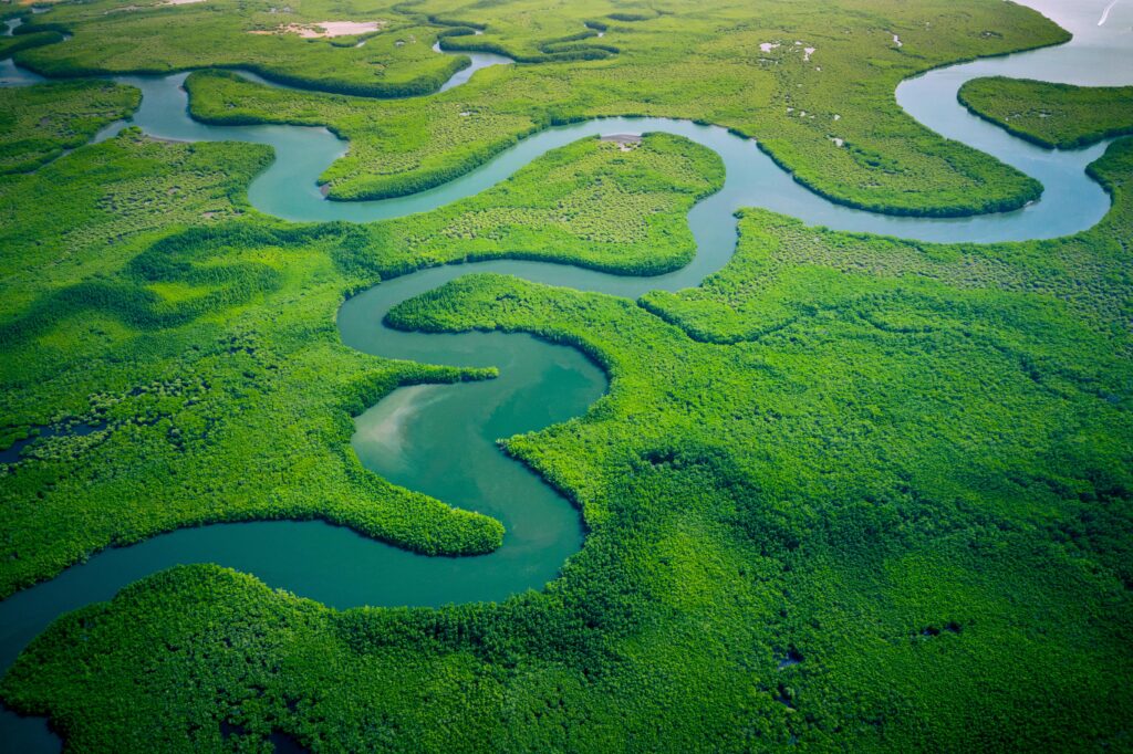 Aerial view of mangrove forest in Gambia