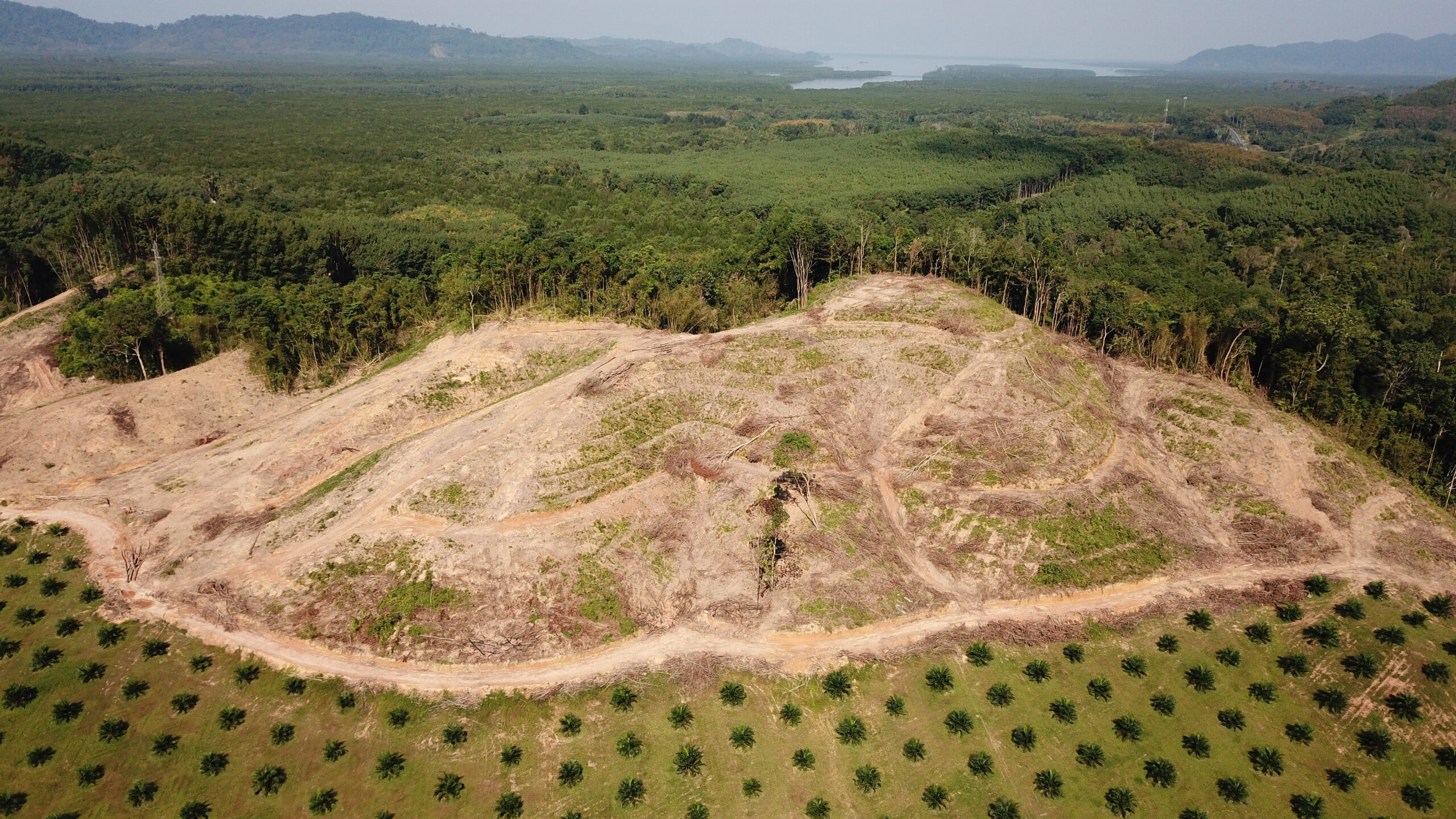 Halting Deforestation