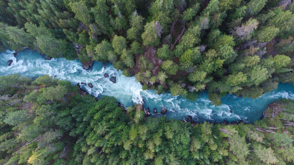 Aerial view of the Cheakamus River flowing through a temperate rainforest